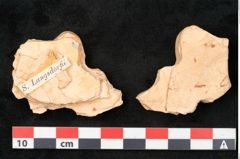 Foto (Detailansicht) von Sequoia langsdorfii (NHMW-GEO-2024-0188-11463)